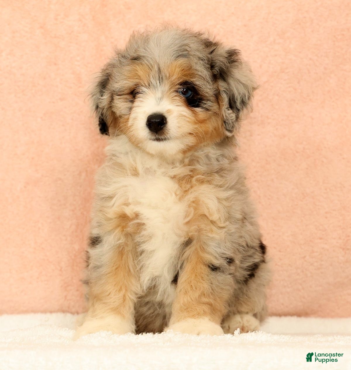 Mini Aussiedoodle dogs Megan - Ad 2