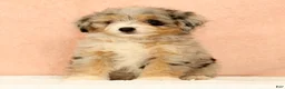 Mini Aussiedoodle dogs for sale: Megan - Ad 2