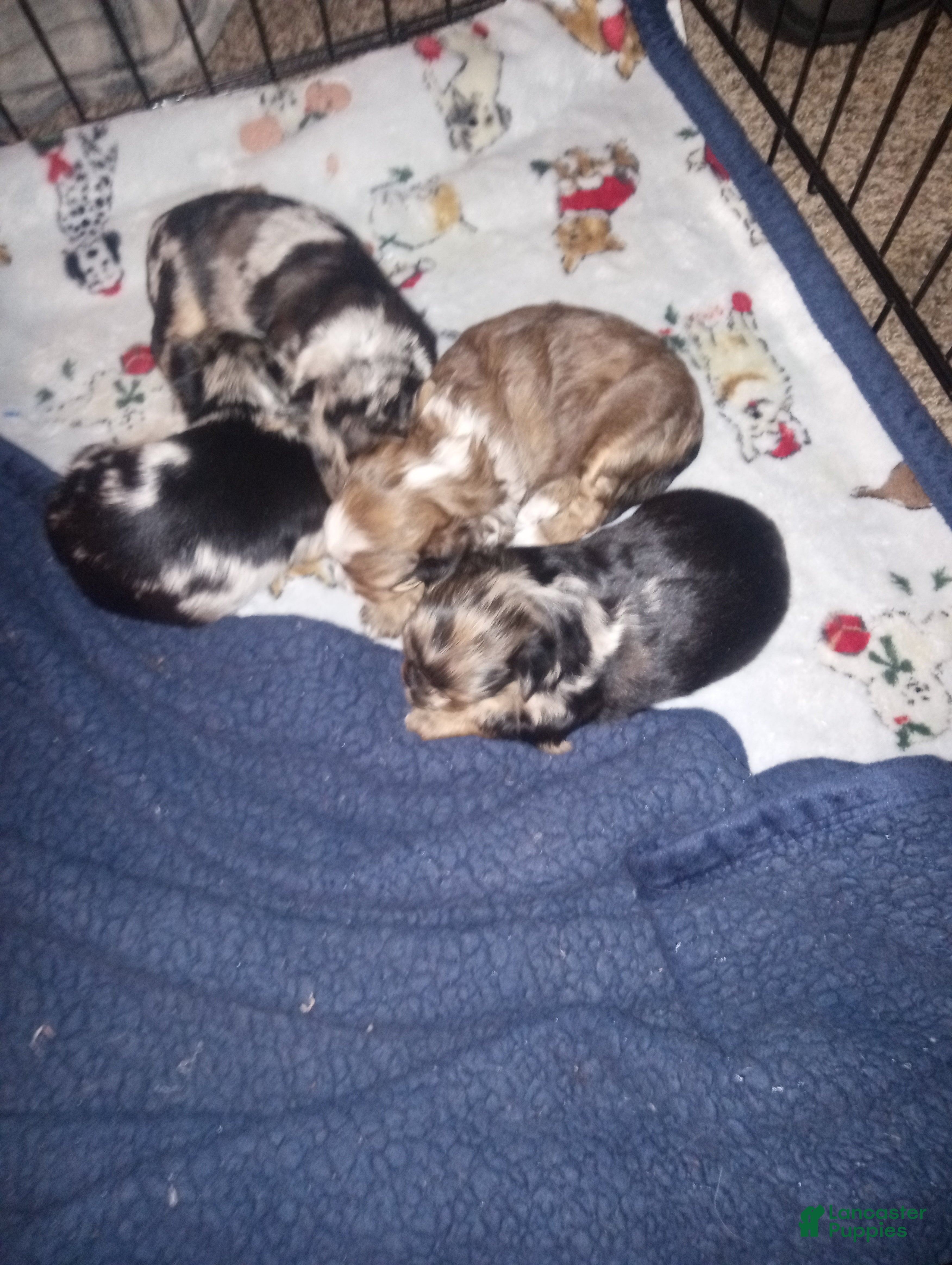 Yorkshire Terrier dogs Yorkshire Terrier Puppy 2 - Ad 2