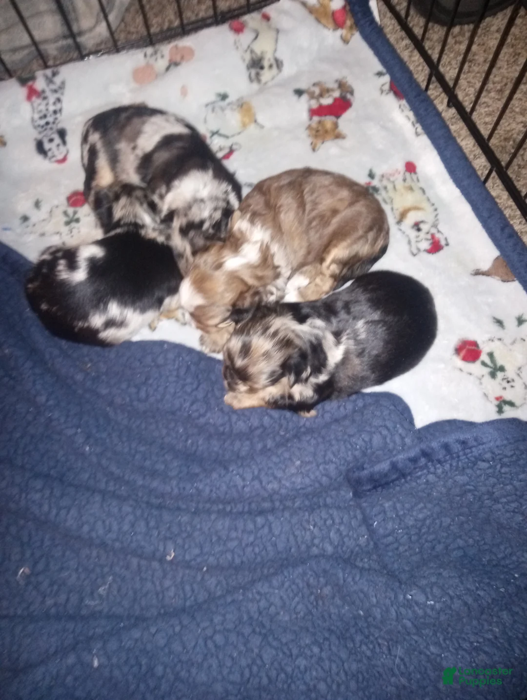 Yorkshire Terrier dogs for sale: Yorkshire Terrier Puppy 2 - Ad 2