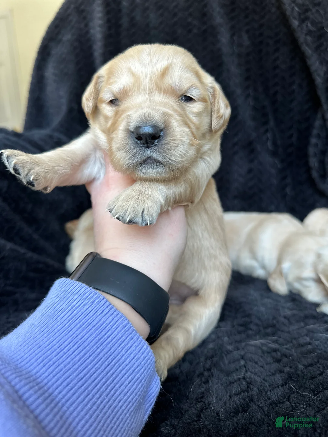 Golden Retriever dogs for sale: The Charlie Brown girls - Ad 5