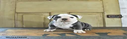 English Bulldog dogs for sale: Stella - Ad 5