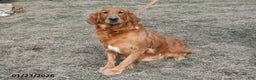 Golden Retriever dogs for sale: Buddy - Ad 6