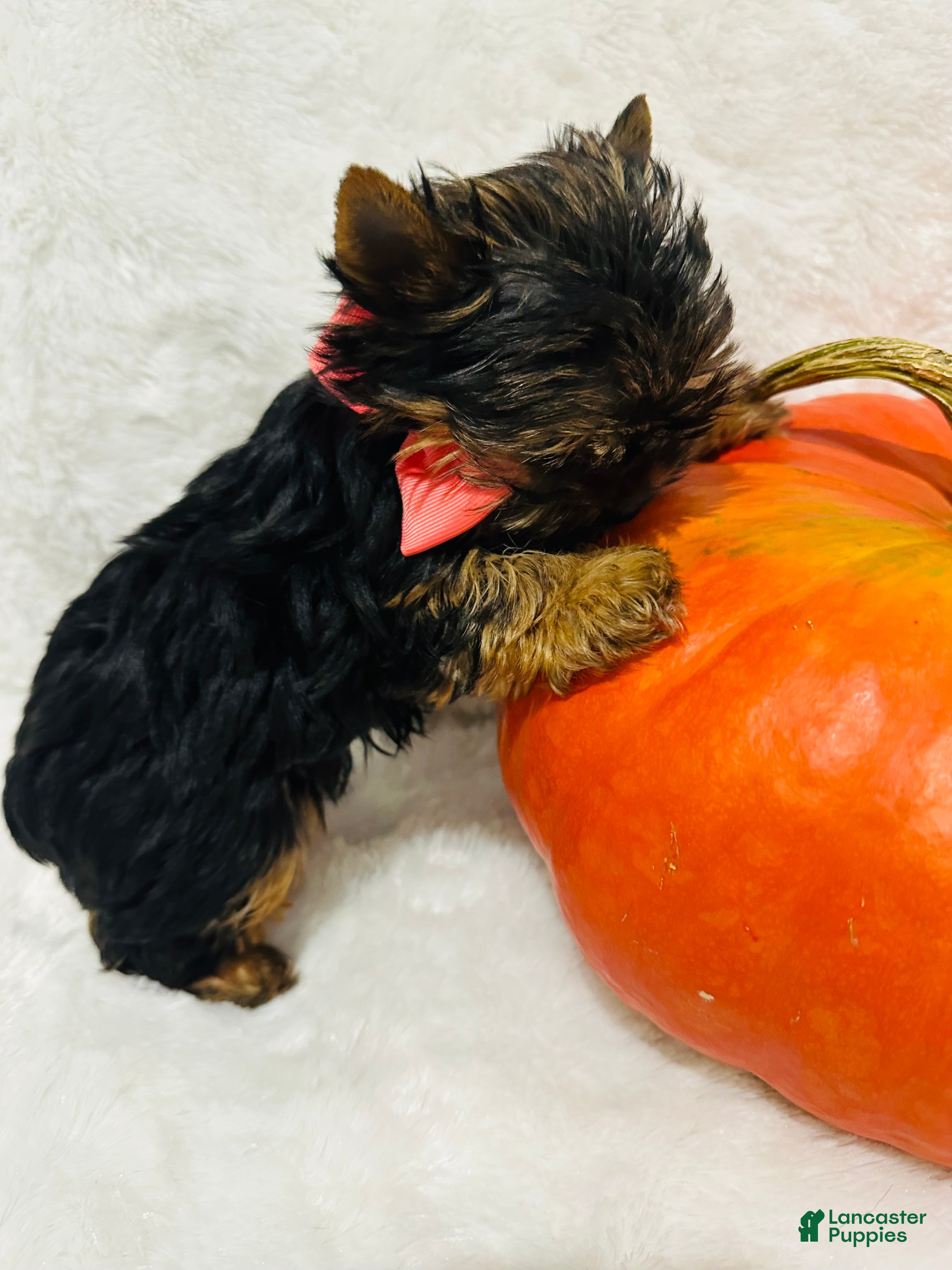 Yorkshire Terrier dogs Ace - Ad 2