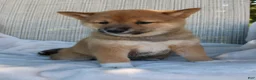 Shiba Inu dogs for sale: Lola - Ad 7