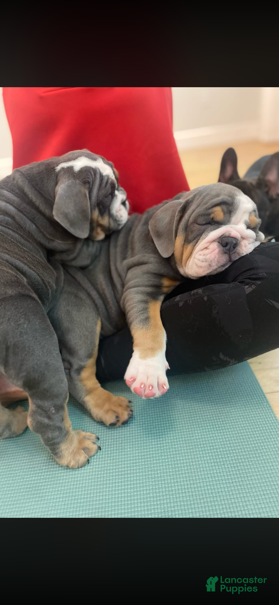 English Bulldog dogs English Bulldog Puppy 3 - Ad 5
