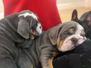English Bulldog dogs English Bulldog Puppy 3 - Ad 5