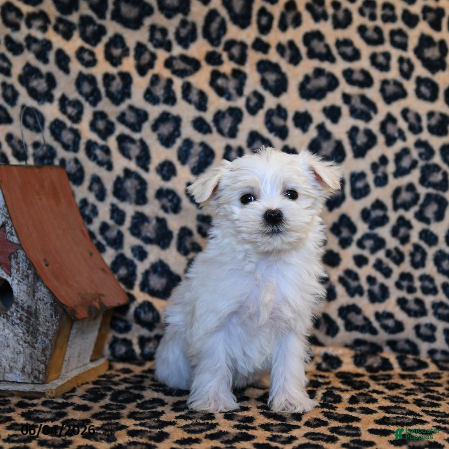 Maltese dogs for sale: Waffle - Ad 3