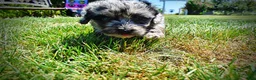 Havapoo dogs for sale: Indy - Ad 15