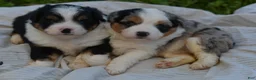 Aussiedoodle dogs for sale: Steak - Ad 10