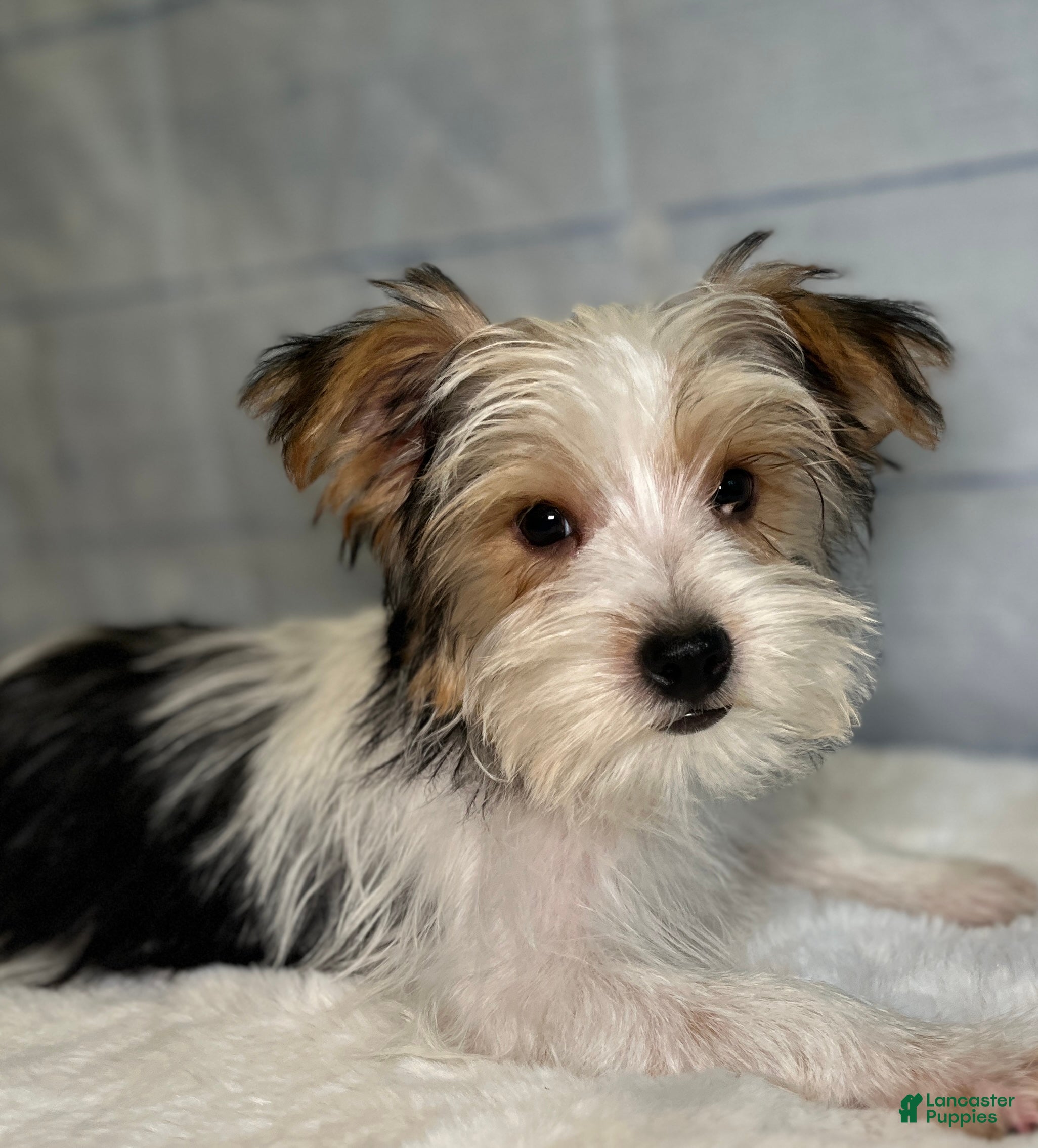 Yorkshire Terrier dogs George - Ad 1