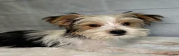 Yorkshire Terrier dogs for sale: George - Ad 1