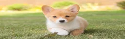 Welsh Corgi Pembroke dogs for sale: Josie Welsh Corgi Pembroke  - Ad 5