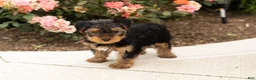 Yorkshire Terrier dogs for sale: Conquistador  - Ad 5