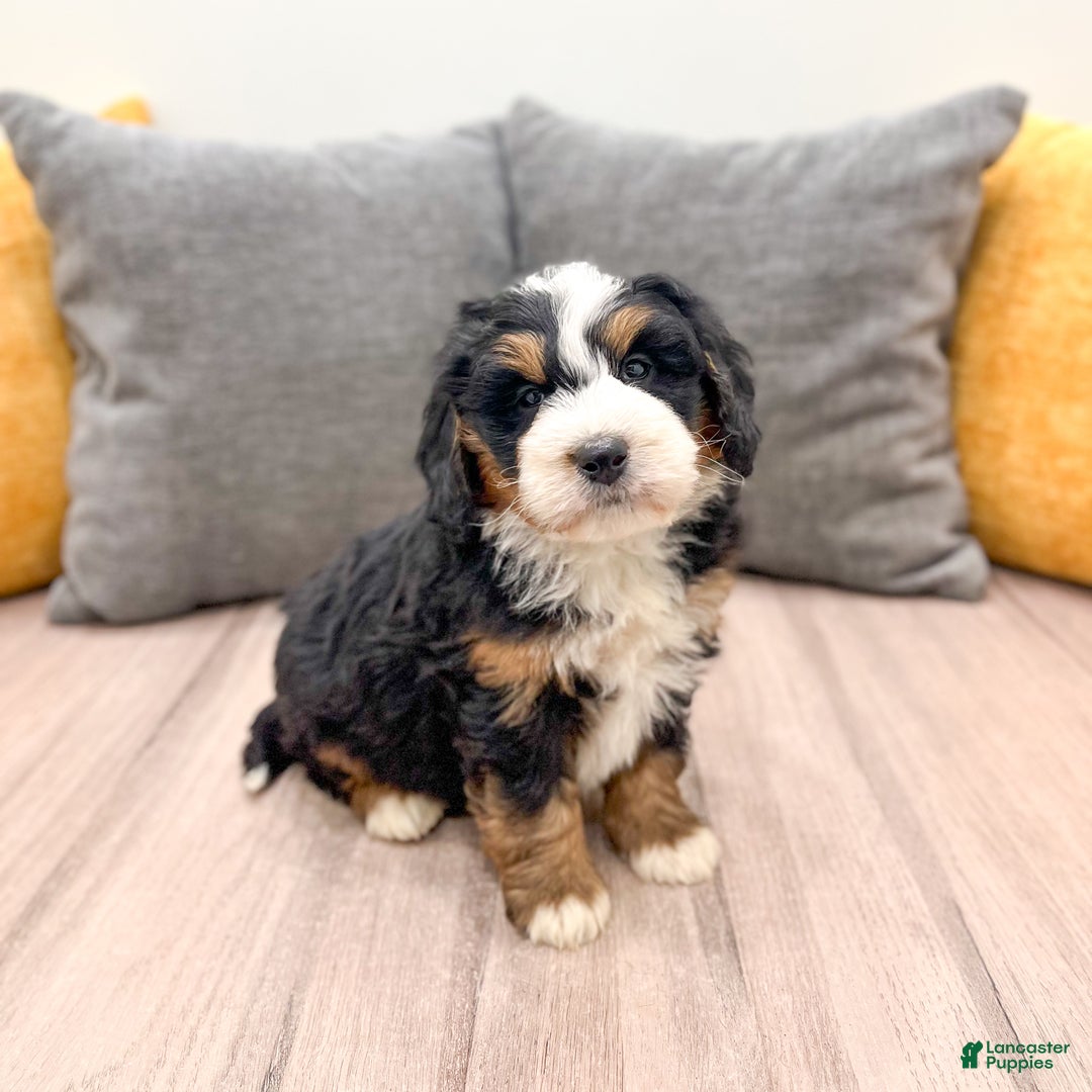 Mini Bernedoodle dogs for sale: Harper - Ad 7