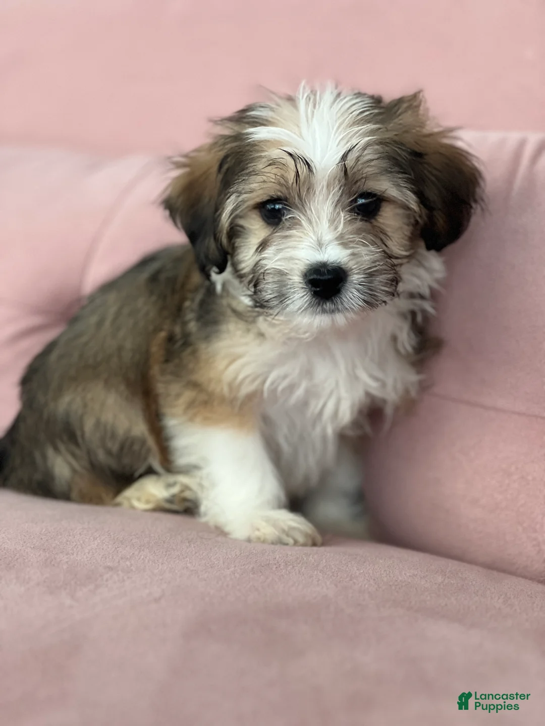 Havanese dogs for sale: Simon - Ad 5