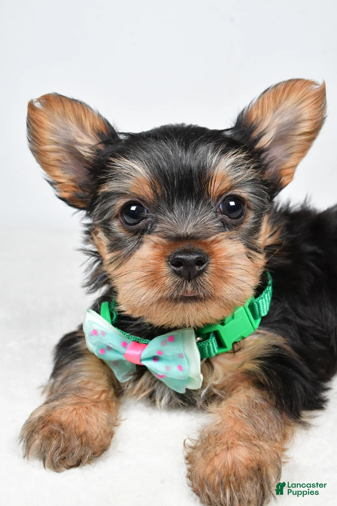 Yorkshire Terrier dogs for sale: Theo - Ad 5