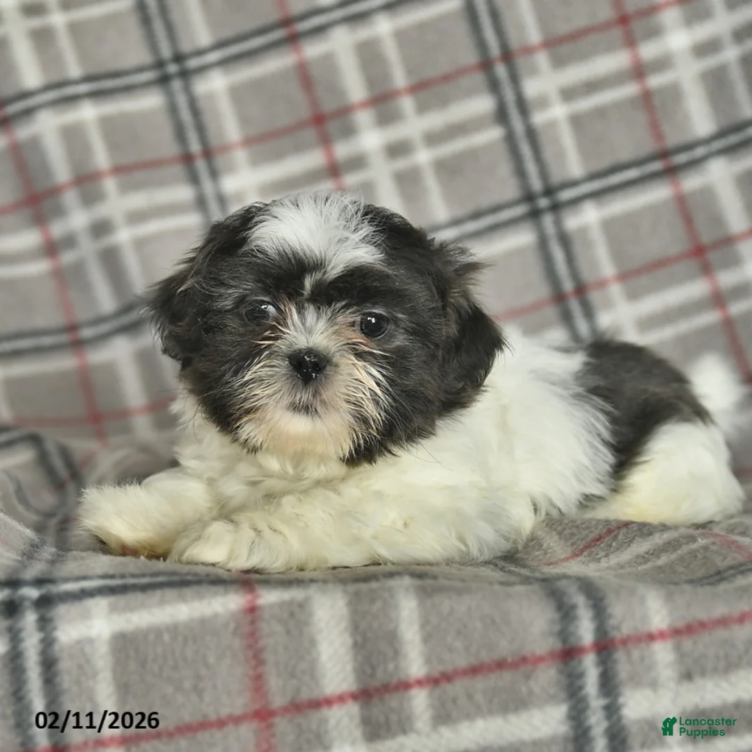 Shih Tzu dogs for sale: Wallace - Ad 5