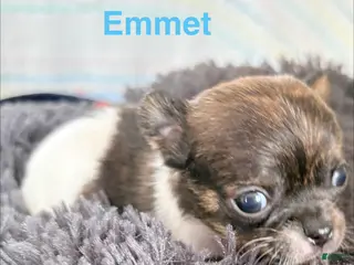 Chihuahua dogs Chihuahua Puppy 1 - Ad 23