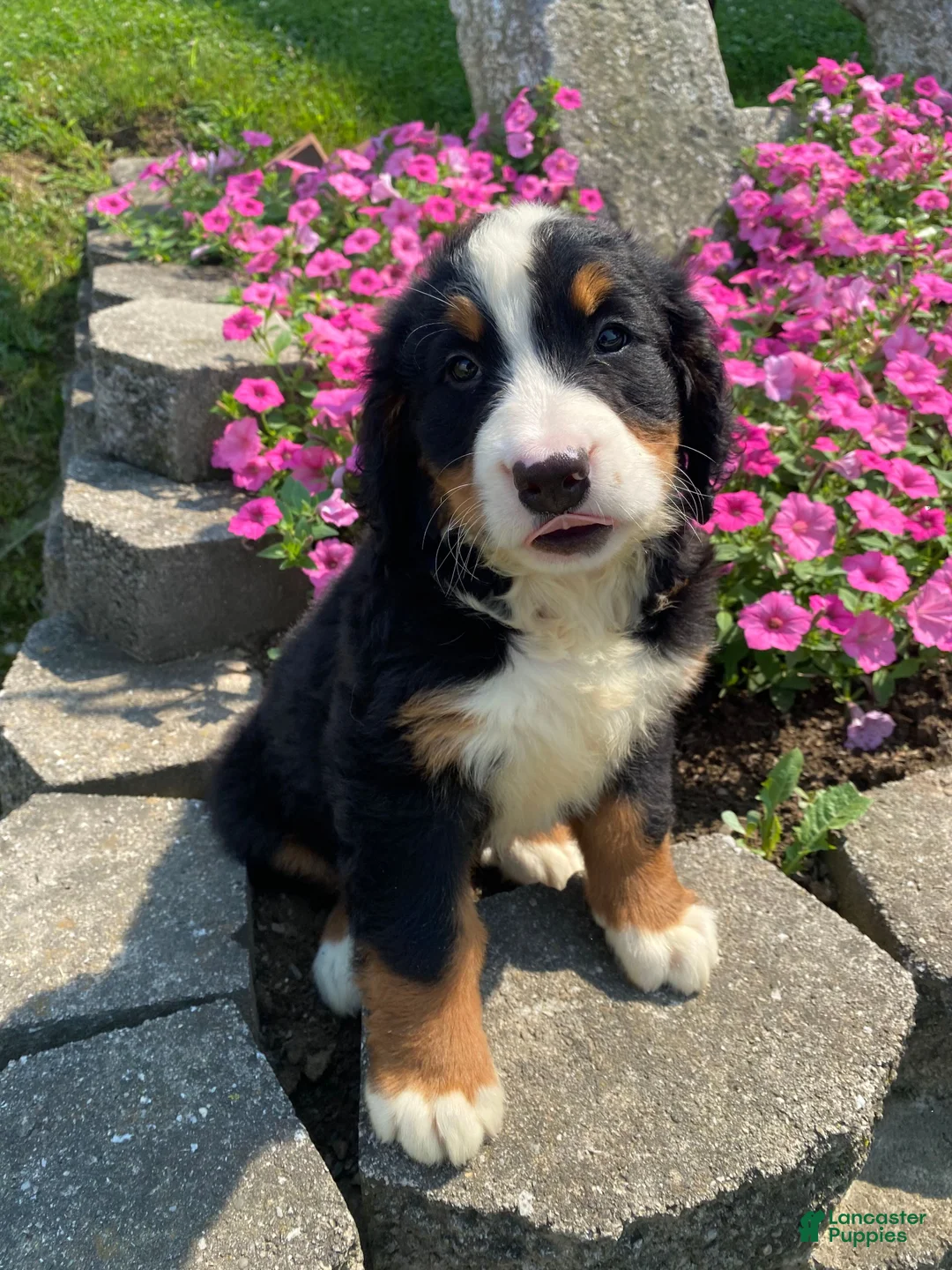 Bernese Mountain Dog dogs for sale: Daisy - Ad 1