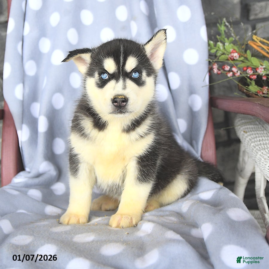 Siberian Husky dogs Brady - Ad 7