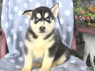 Siberian Husky dogs Brady - Ad 7