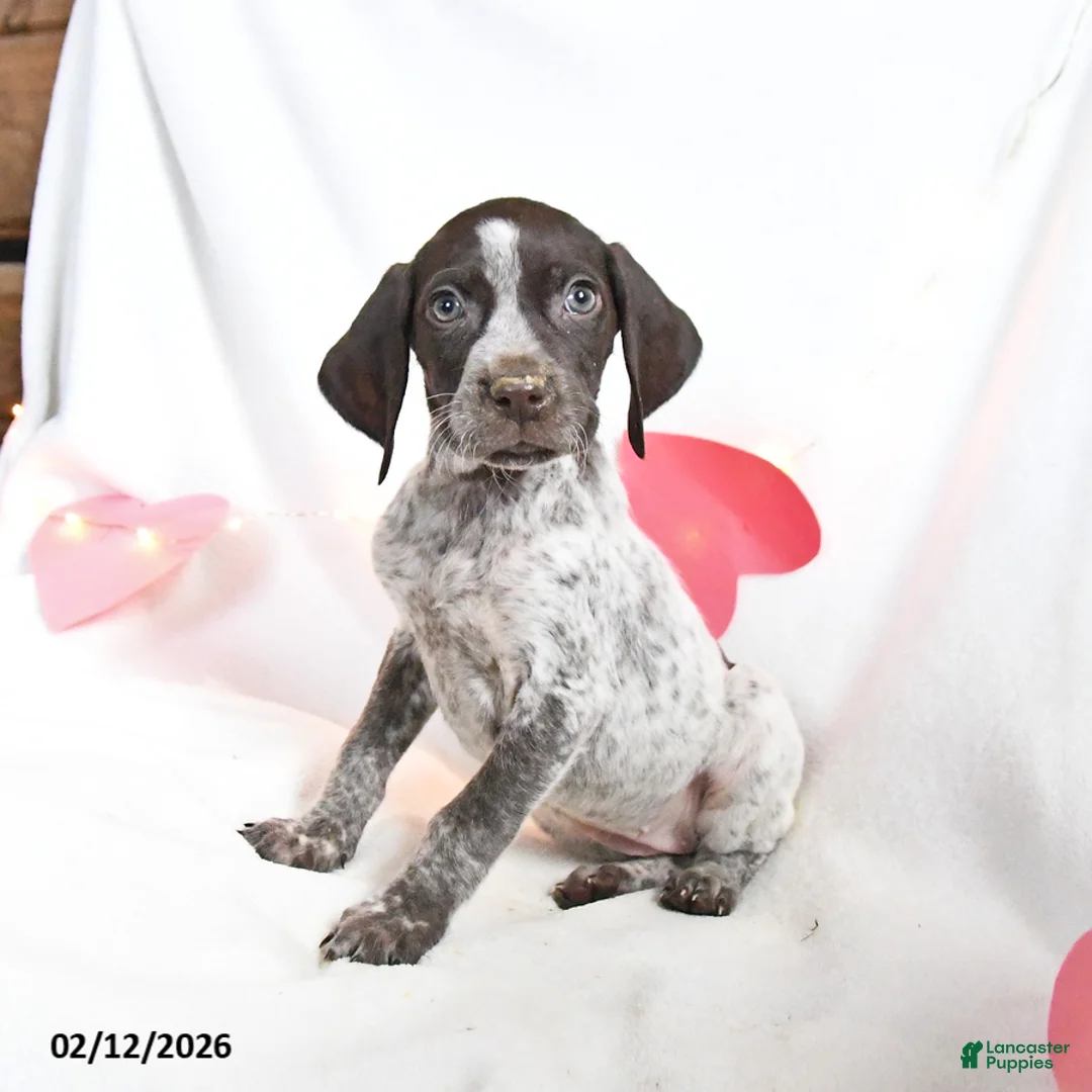German Shorthaired Pointer dogs for sale: Reese - Ad 1