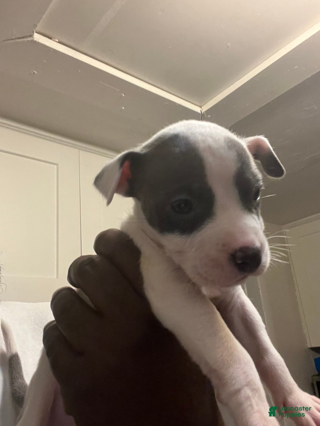 American Staffordshire Terrier dogs for sale: American Staffordshire Terrier Puppy 3 - Ad 4