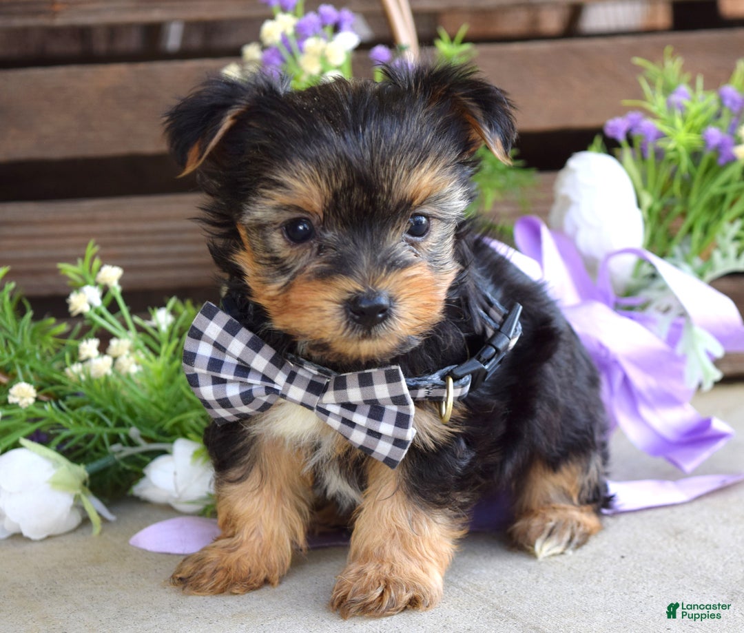 Yorkshire Terrier dogs for sale: Coby - Ad 9