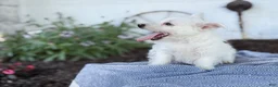 West Highland Terrier dogs for sale: Bentley - Ad 6