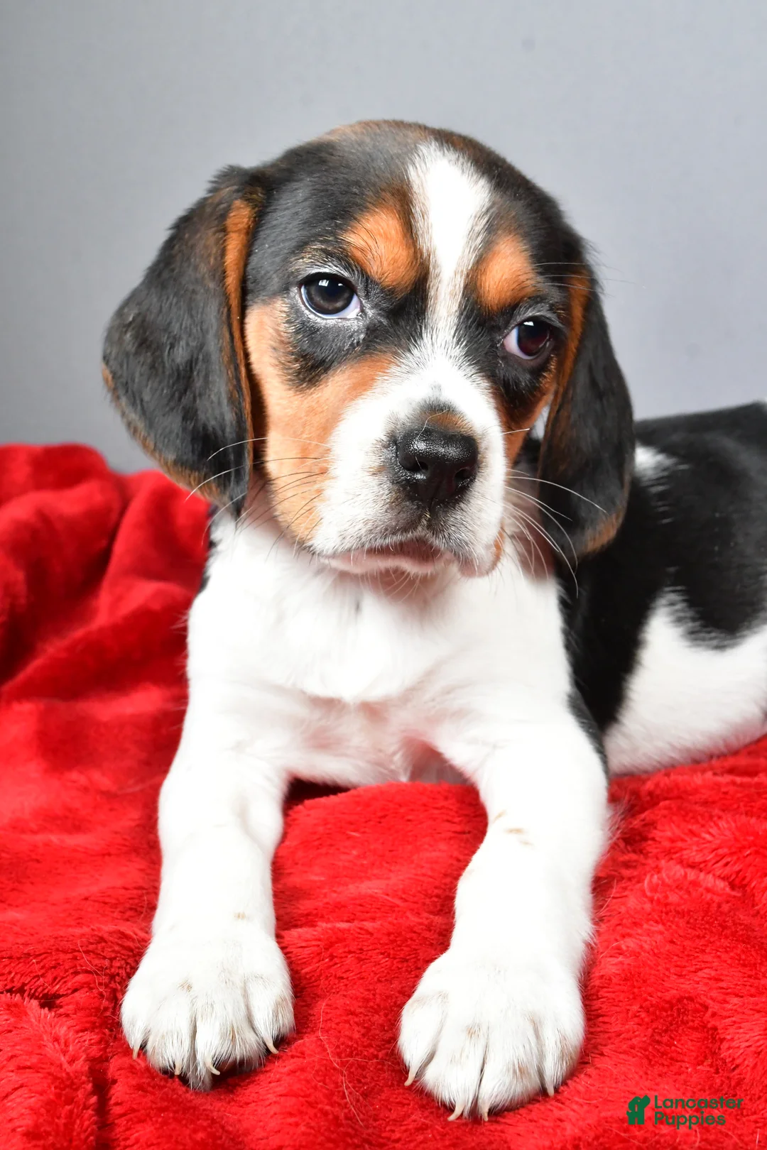 Beagle dogs for sale: Peggy - Ad 6