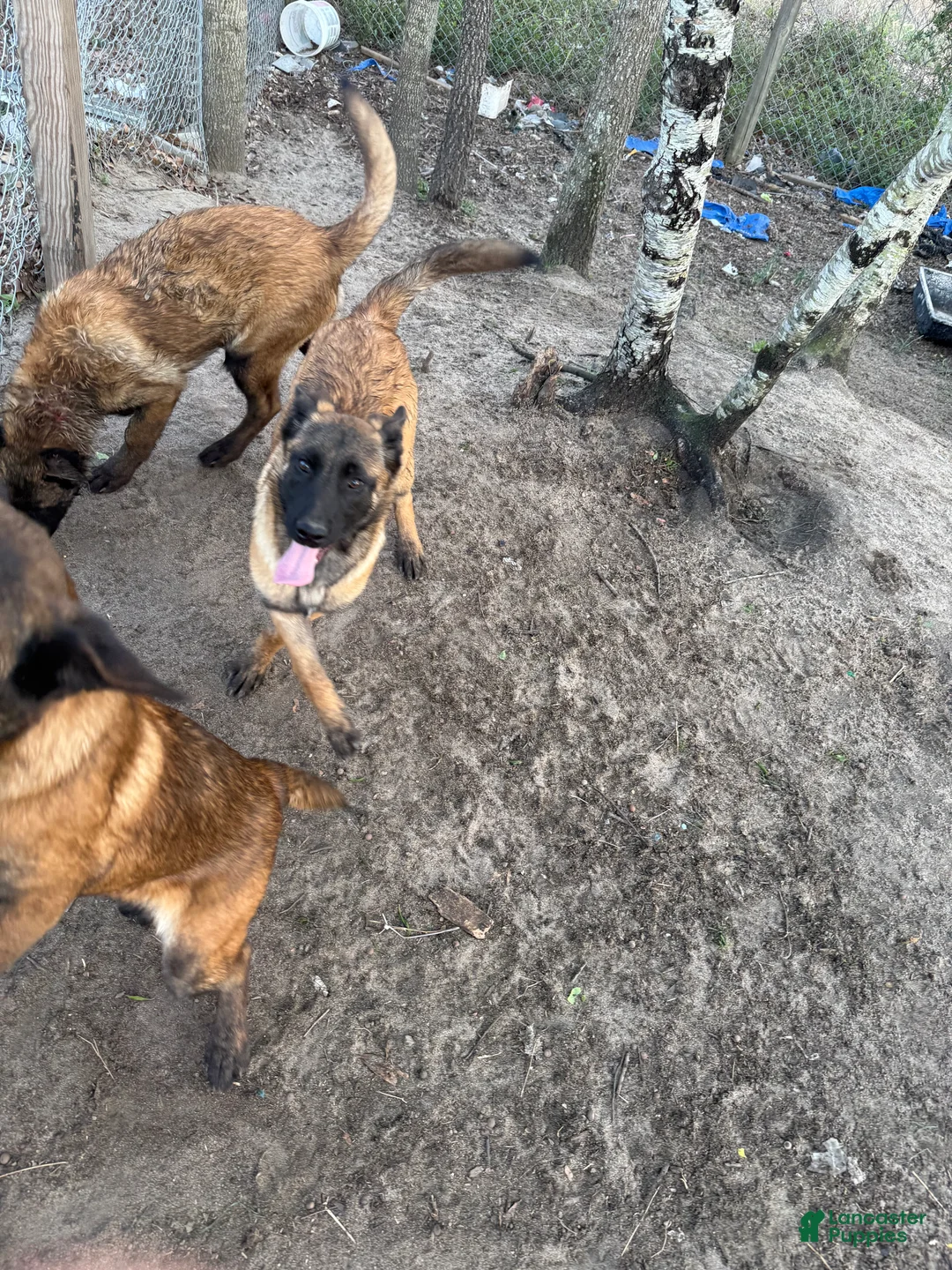 Belgian Malinois dogs for sale: Belgian Malinois Puppy 1 - Ad 1