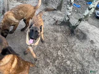 Belgian Malinois dogs Belgian Malinois Puppy 1 - Ad 30