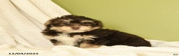 Havanese dogs for sale: Dakota - Ad 1