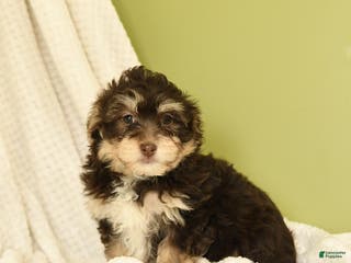 Havanese dogs Dakota - Ad 14