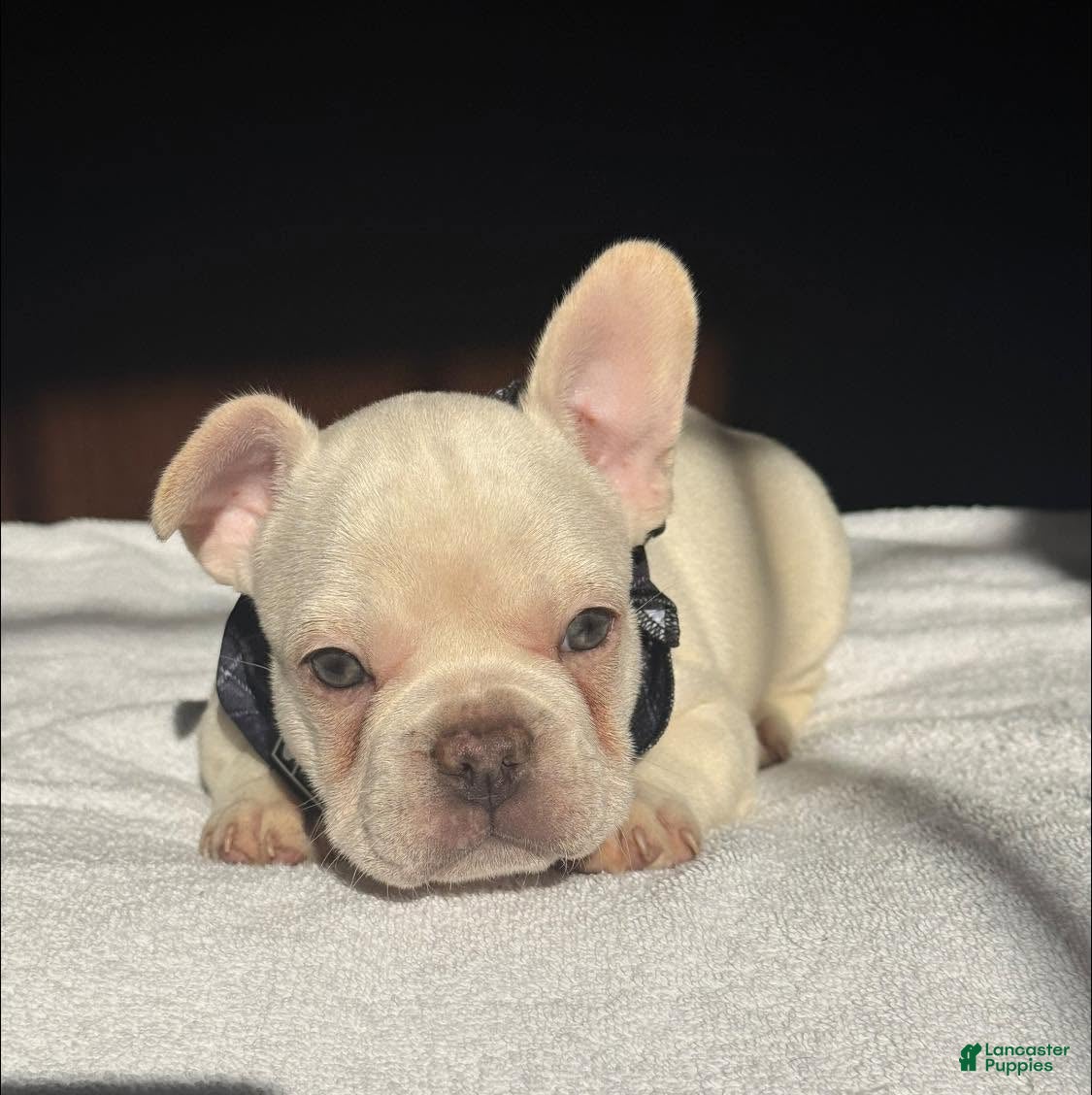 French Bulldog dogs Chocolate Cream - Ad 2