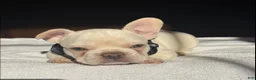 French Bulldog dogs for sale: Chocolate Cream - Ad 2