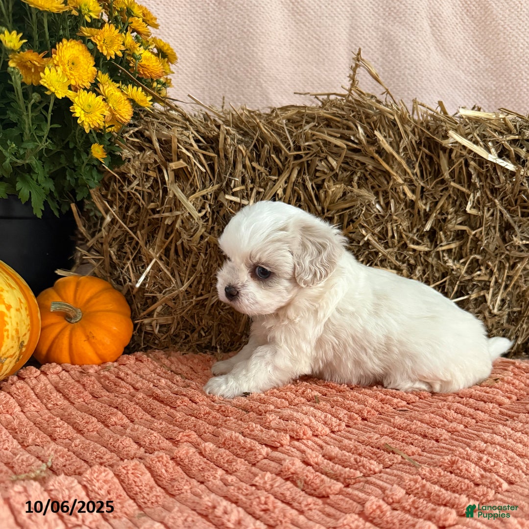 Teddy Bear dogs for sale: Oakley - Ad 3