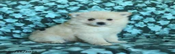 Pomeranian dogs for sale: Petunia - Ad 3