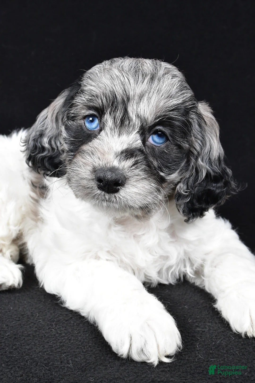 Cockapoo dogs for sale: Duke - Ad 3