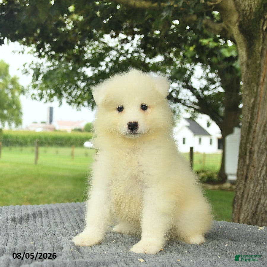 Samoyed dogs Sierra  - Ad 1