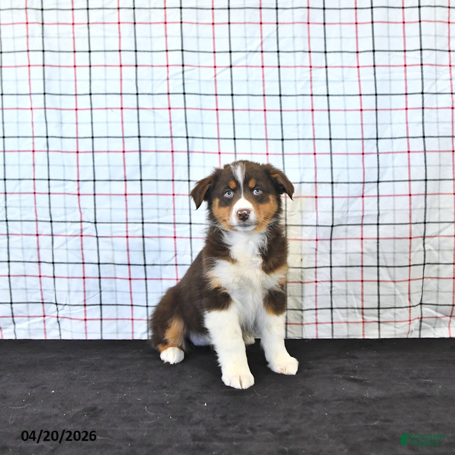 Australian Shepherd dogs Paige - Ad 1