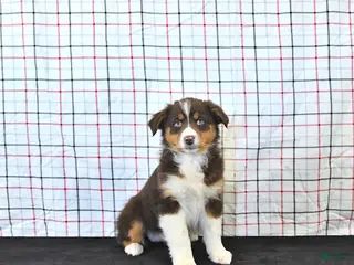Australian Shepherd dogs for sale: Paige - Ad 1