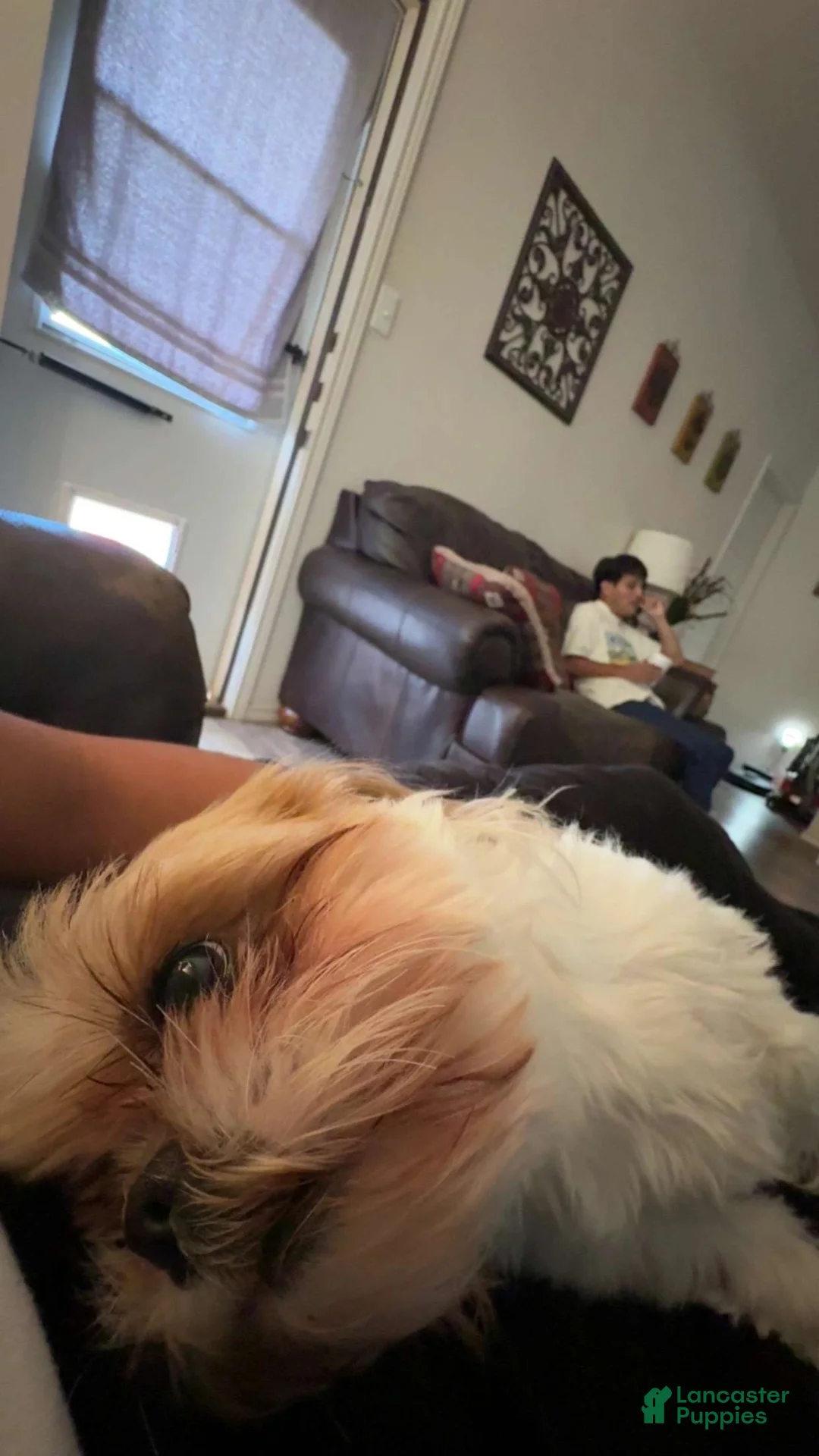 Shih Tzu dogs for sale: Shih Tzu 1 - Ad 2