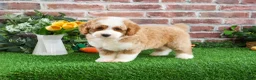 Mini Goldendoodle dogs for sale: Linguine  - Ad 5