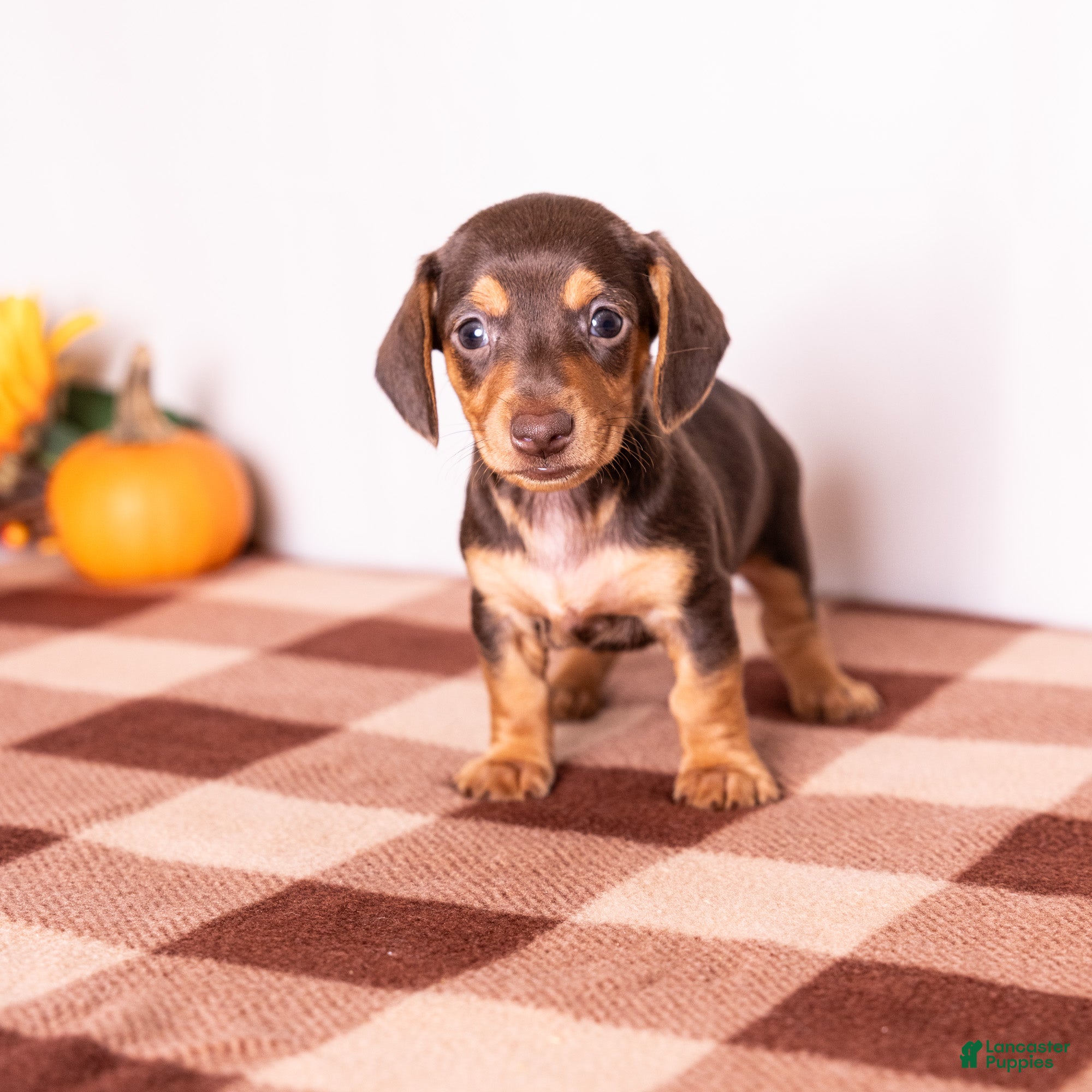 Miniature Dachshund dogs Scout - Ad 1