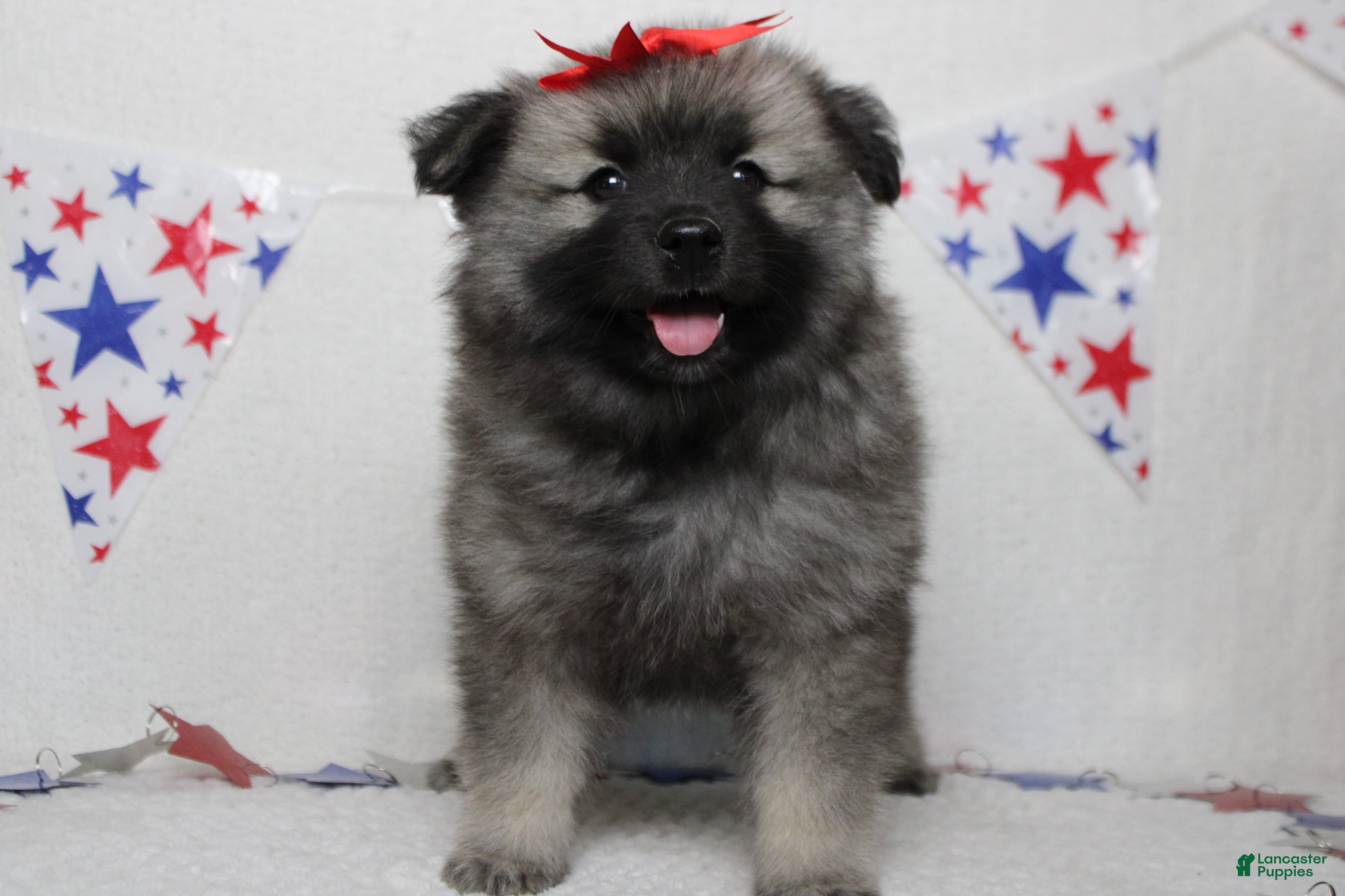 Keeshond dogs Elsa  - Ad 1