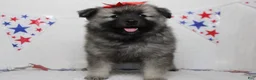 Keeshond dogs for sale: Elsa  - Ad 1