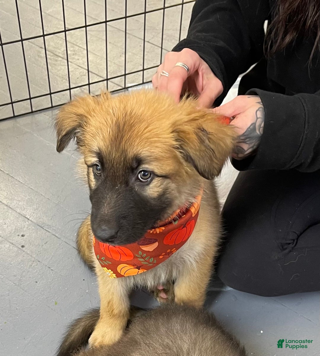 German Shepherd dogs for sale: Dorey - Ad 1