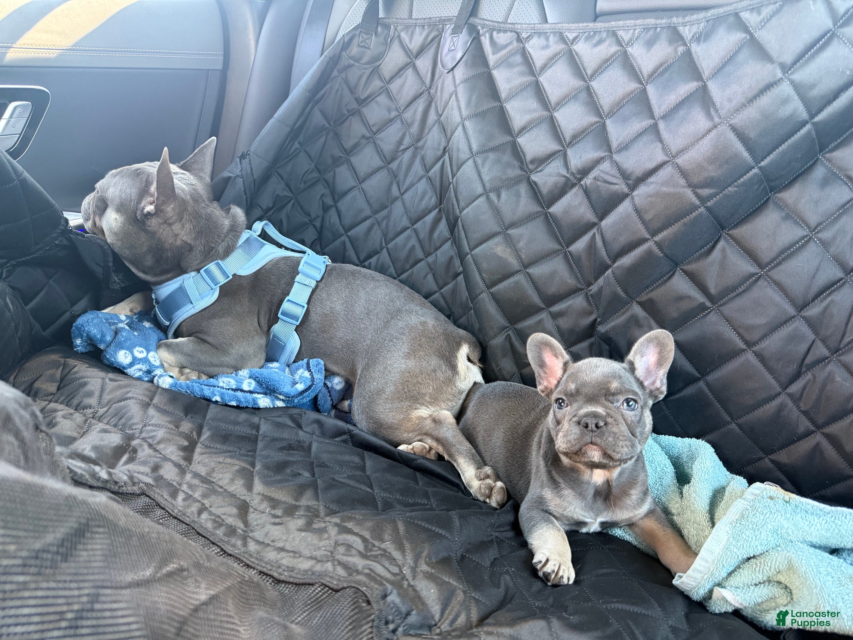 French Bulldog dogs French Bulldog 1 - Ad 2
